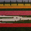 Champs de Tulipes - Image Size : 16x32 Inches